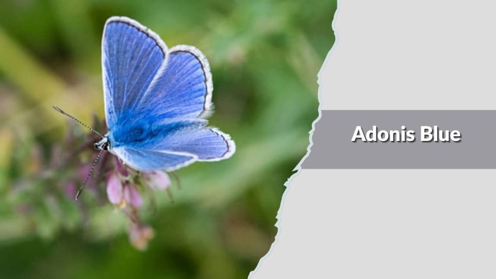  Adonis Blue