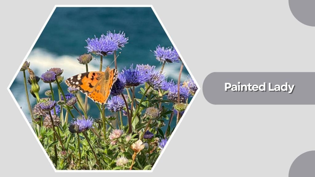 Painted Lady