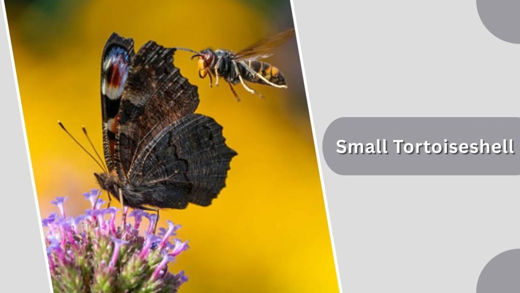  Small Tortoiseshell