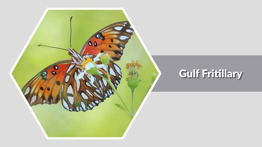  Gulf Fritillary