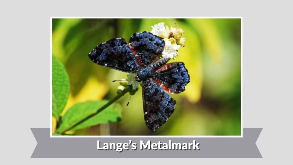 Lange’s Metalmark