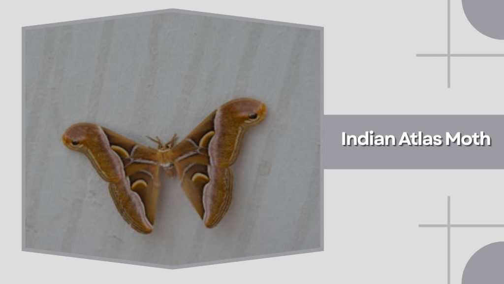 Indian Atlas Moth