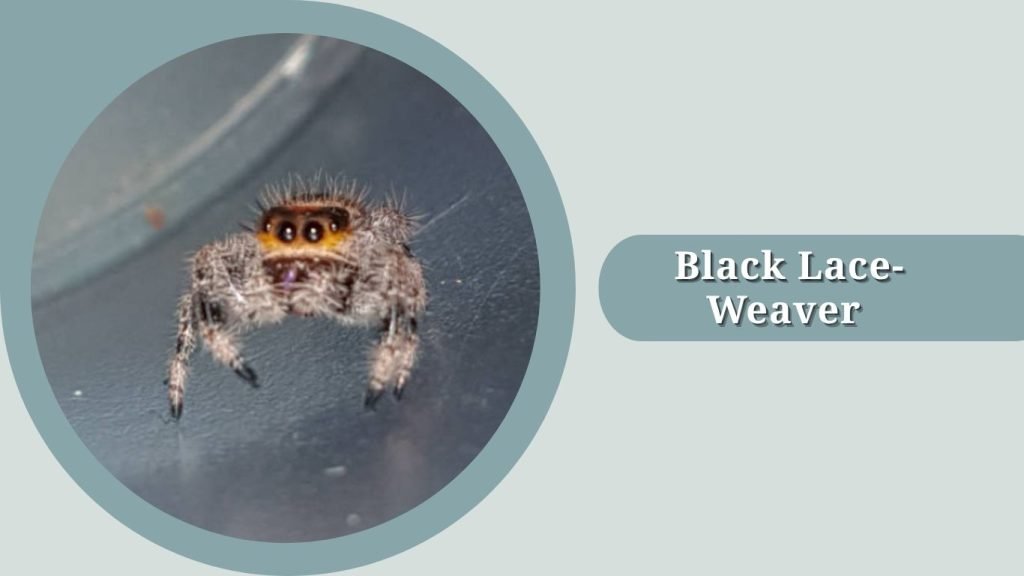 Black Lace-Weaver 