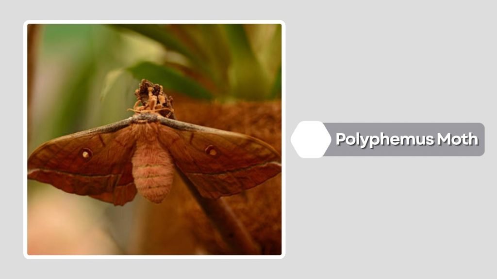 Polyphemus Moth