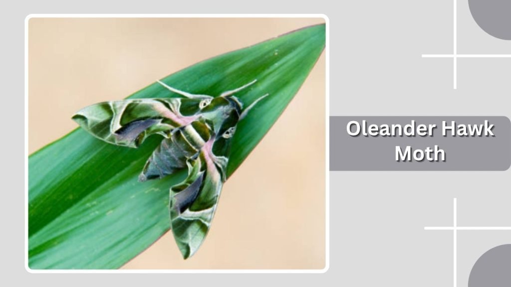 Oleander Hawk Moth