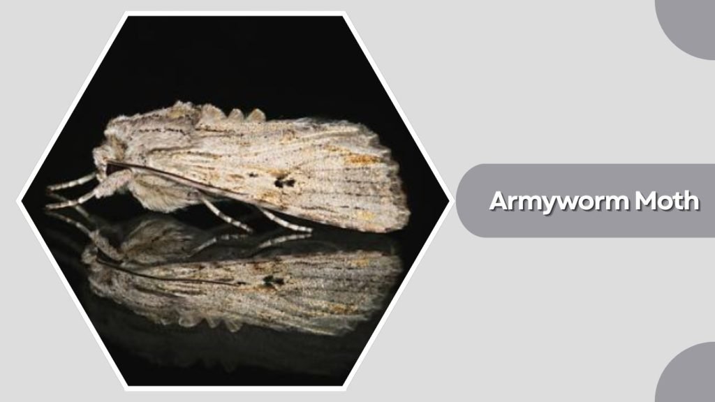  Armyworm Moth