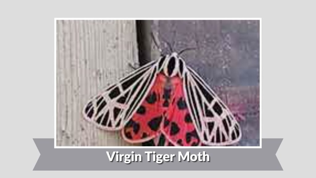  Virgin Tiger Moth