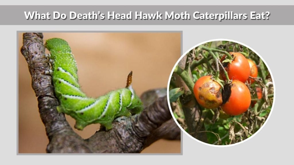 What Do Hawk Moth Caterpillars Eat Full Guide