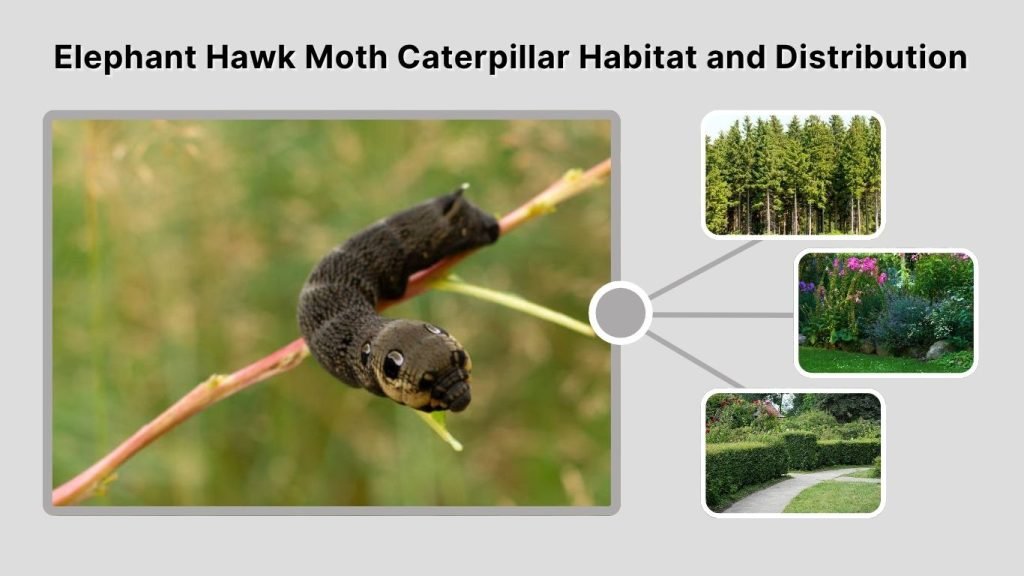 Elephant Hawk Moth Caterpillar Habitat and Distribution