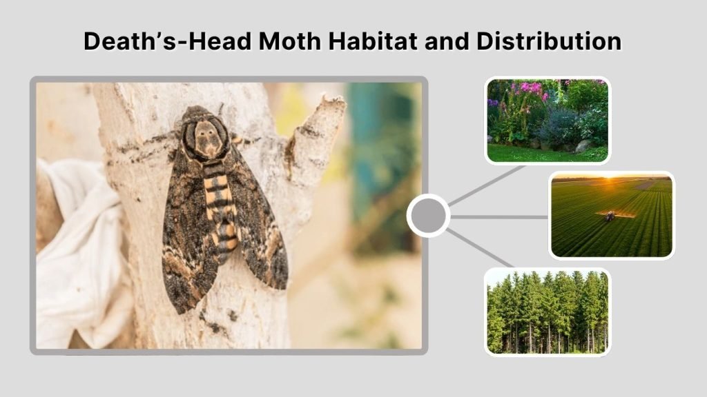 Death’s-Head Moth Habitat and Distribution