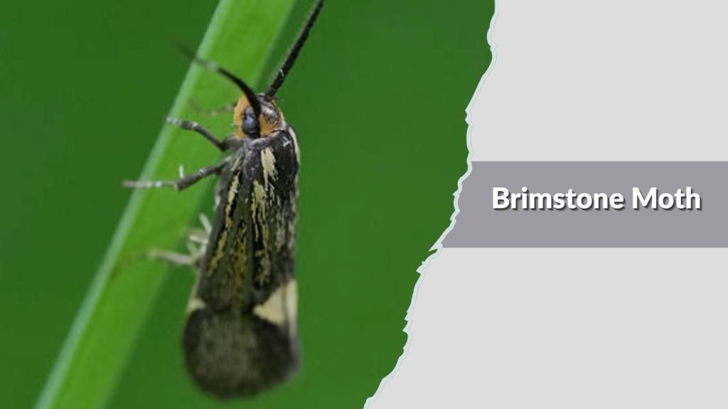 Brimstone Moth