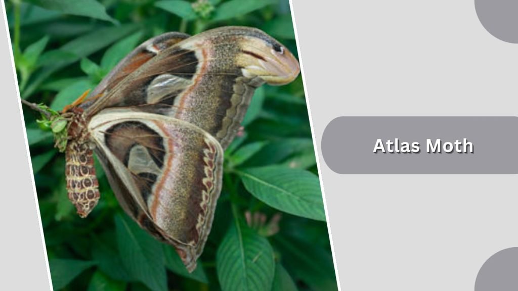 Atlas Moth
