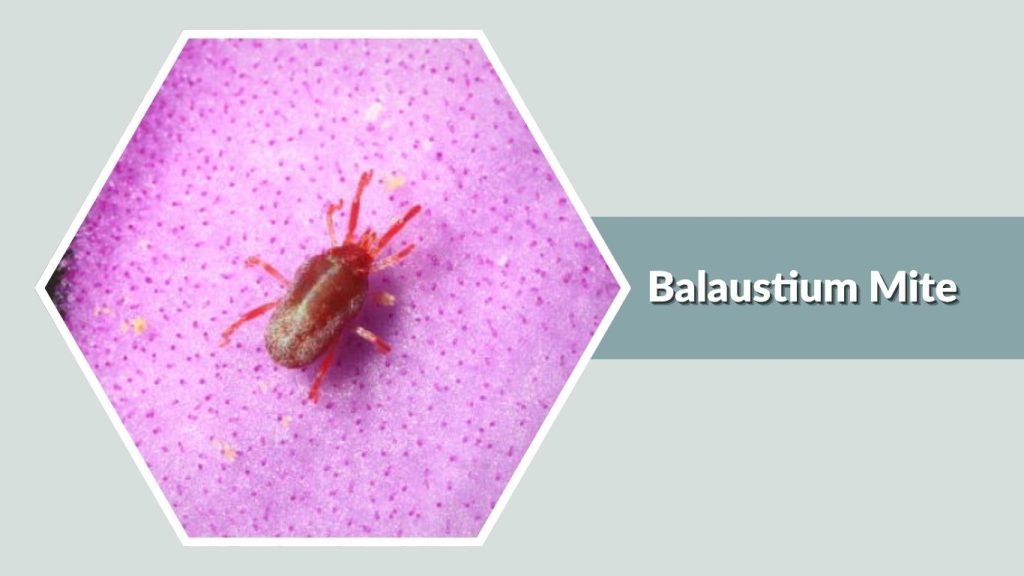  Balaustium Mite