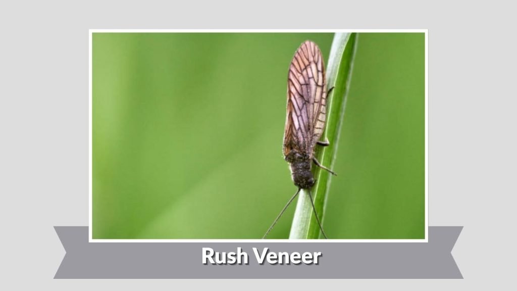 Rush Veneer