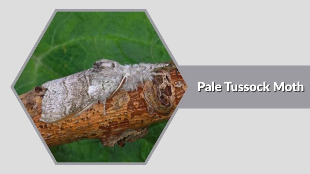  Pale Tussock Moth