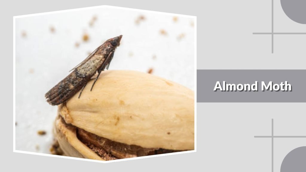 Almond Moth