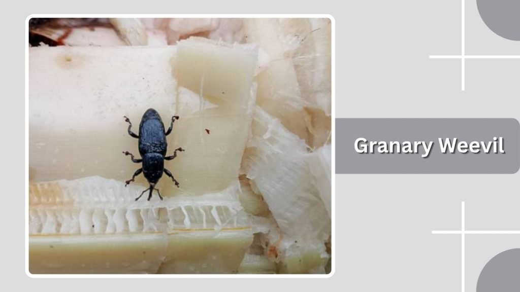 Granary Weevil
