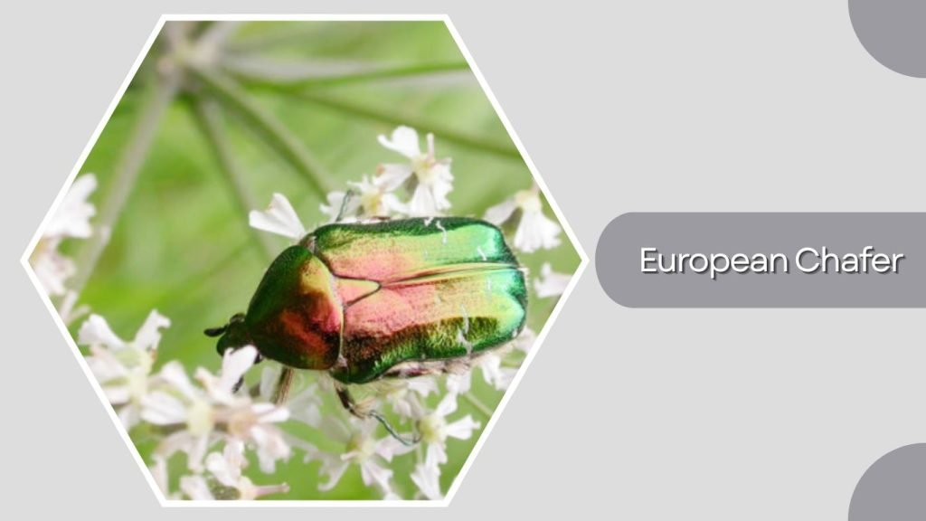 European Chafer