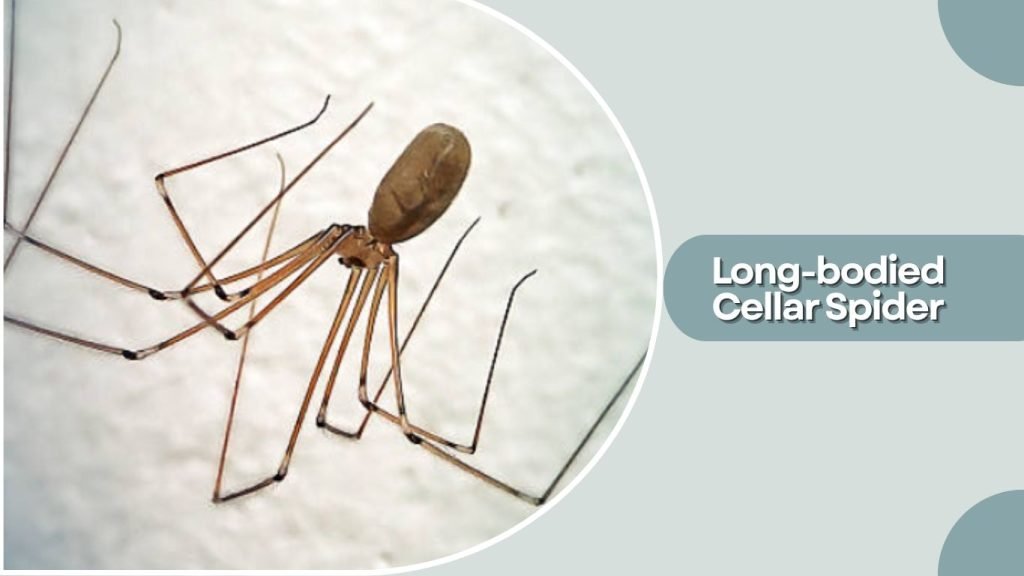 Long-bodied Cellar Spider