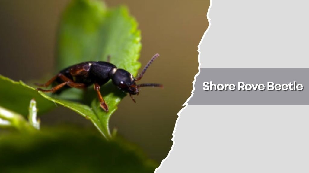 Shore Rove Beetle
