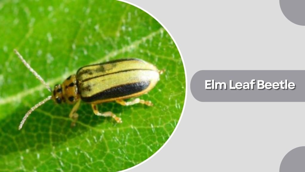 Elm Leaf Beetle
