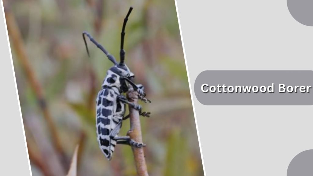  Cottonwood Borer