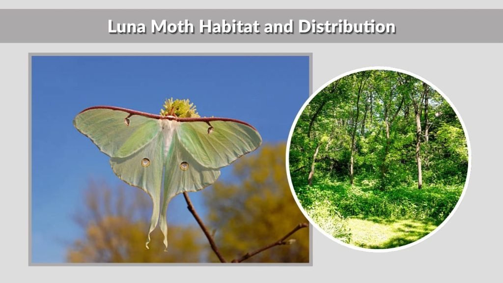Luna Moth Habitat and Distribution