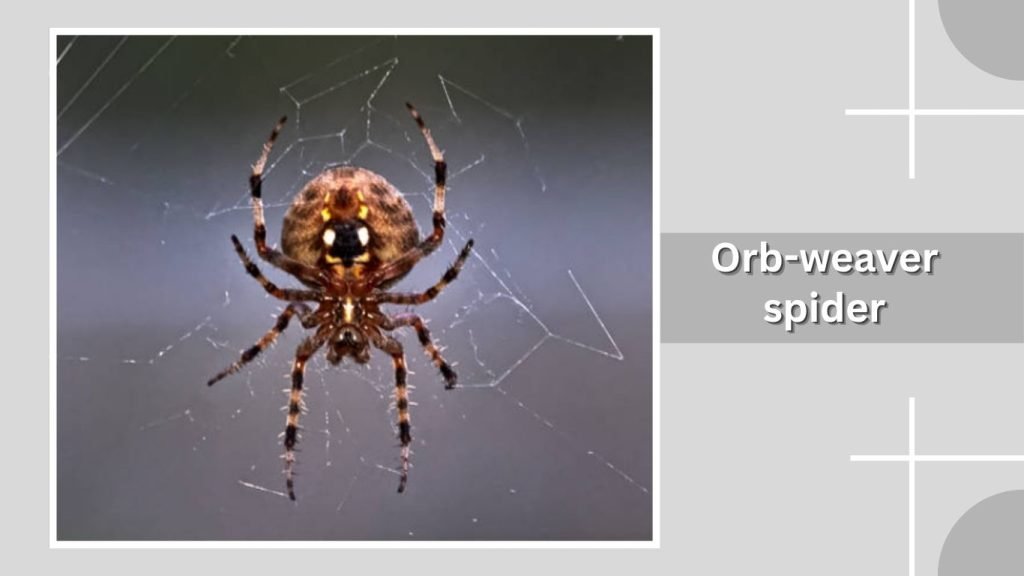 Orb-weaver spider