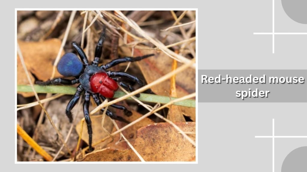 Red-headed mouse spider