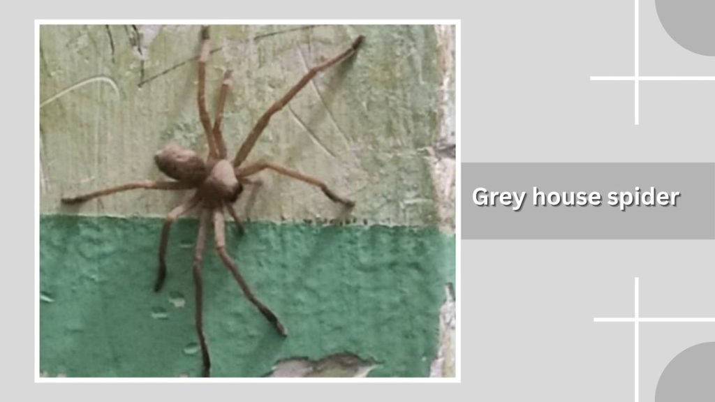 Grey house spider