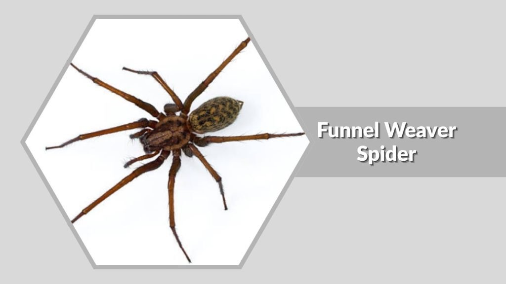 Funnel Weaver Spider