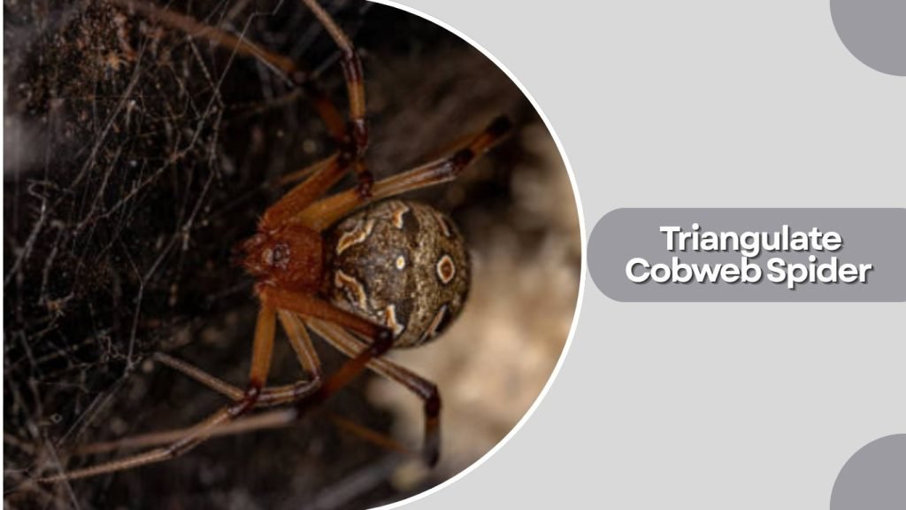 Triangulate Cobweb Spider