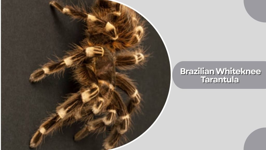 Brazilian Whiteknee Tarantula