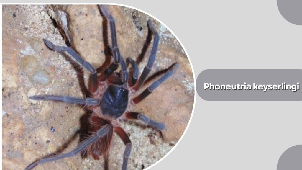 Phoneutria keyserlingi