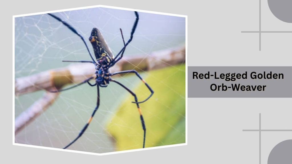 Red-Legged Golden Orb-Weaver