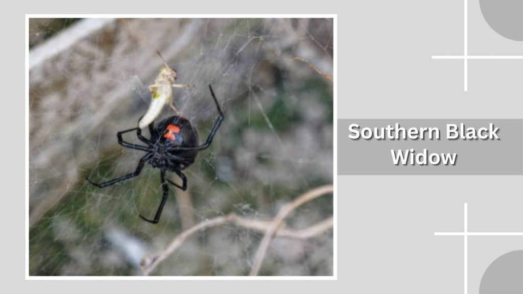 Southern Black Widow