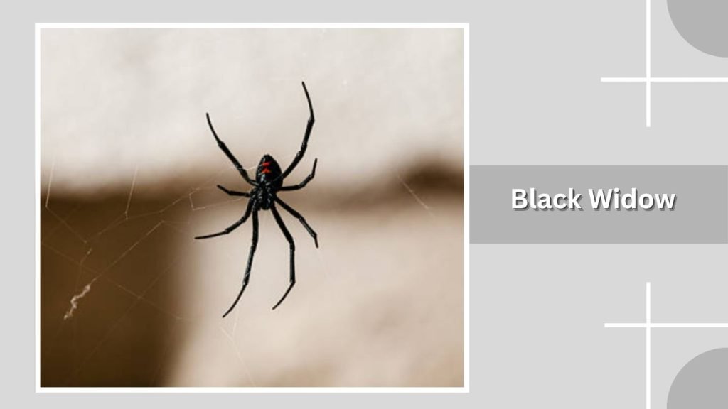 Black Widow