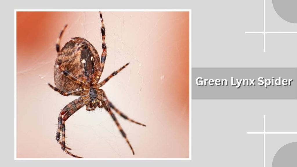  Green Lynx Spider