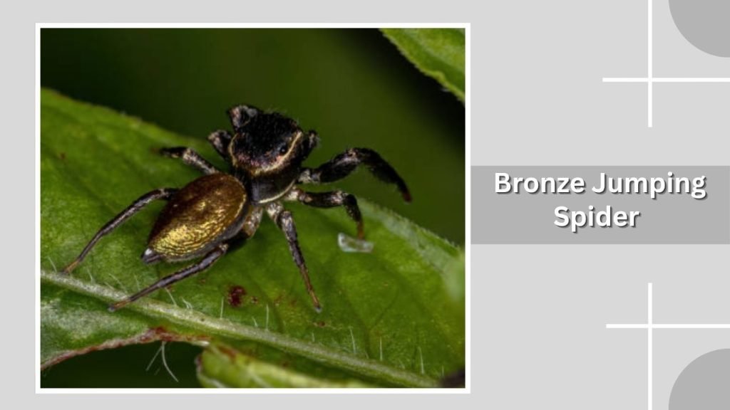 Bronze Jumping Spider
