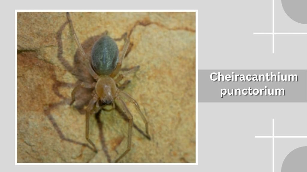  Cheiracanthium punctorium