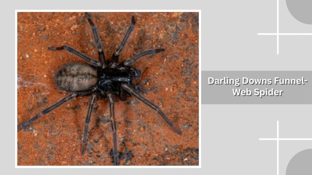Darling Downs Funnel-Web Spider
