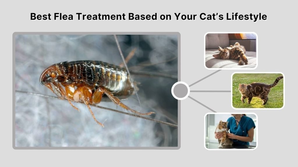 Best Flea Treatment Based on Your Cat’s Lifestyle