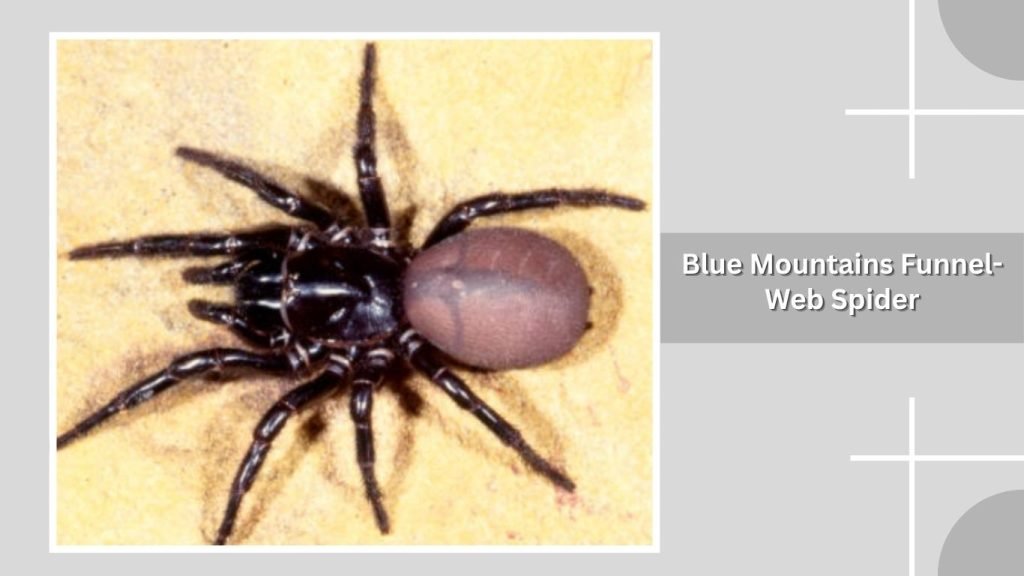 Blue Mountains Funnel-Web Spider