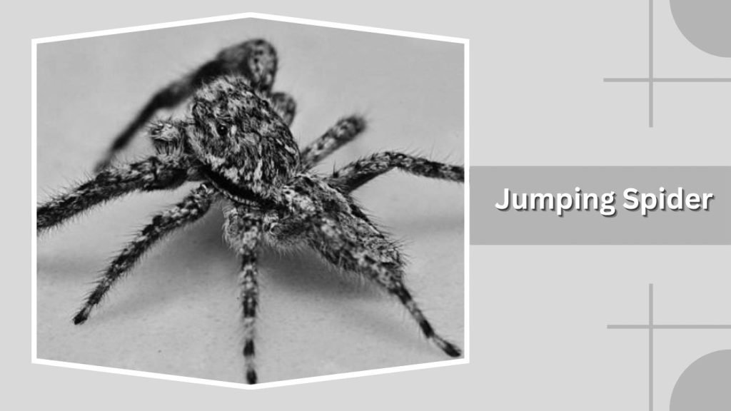  Jumping Spider
