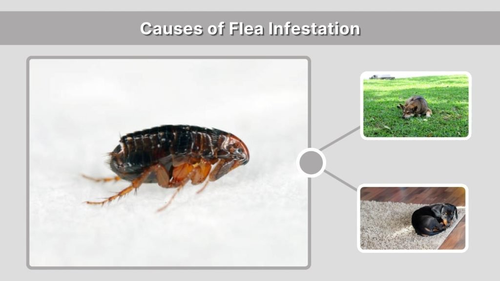 Causes of Flea Infestation