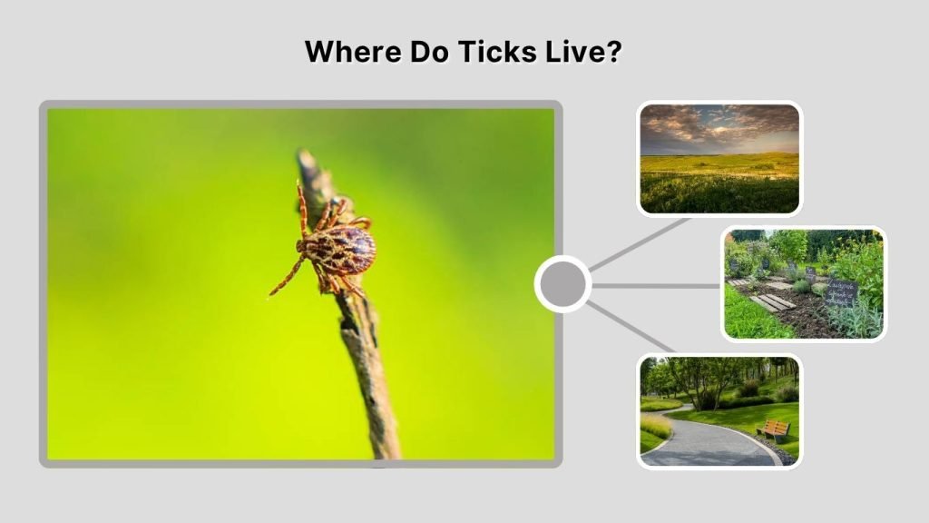 Where Do Ticks Live?