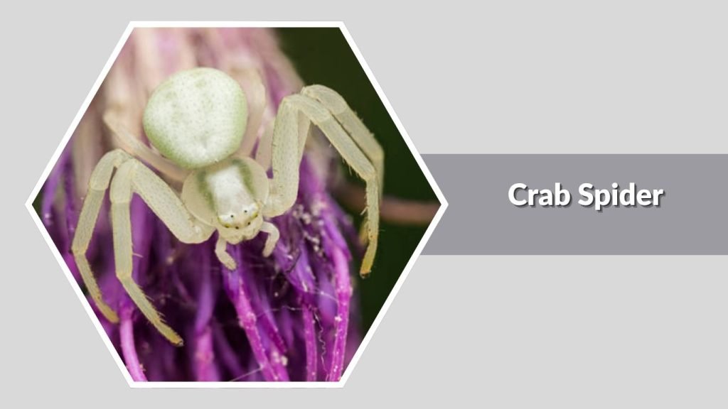Crab Spider