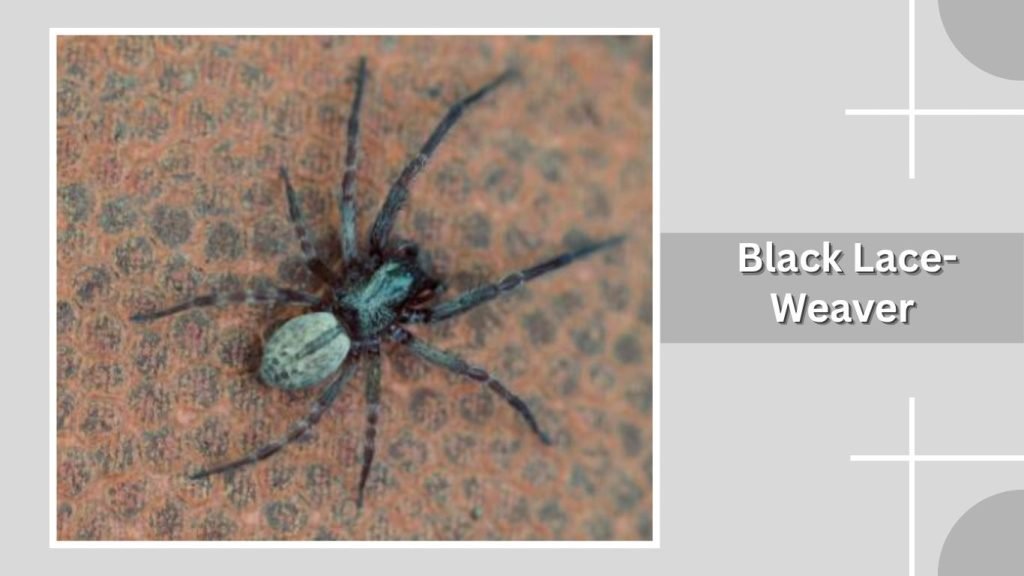 Black Lace-Weaver