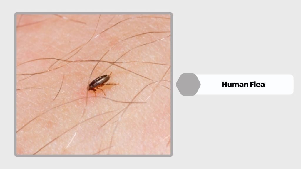 Human Flea