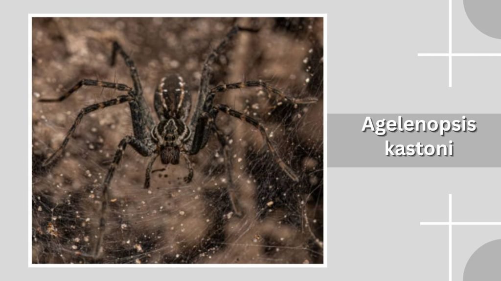 Agelenopsis kastoni